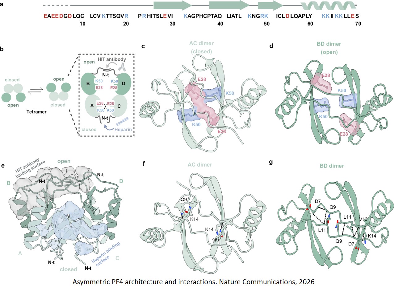 A cryptic symmetry switch allosterically controls how the PF4 self-protein turns into a pathogenic antigen