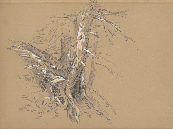 Tree Trunks c 1860s