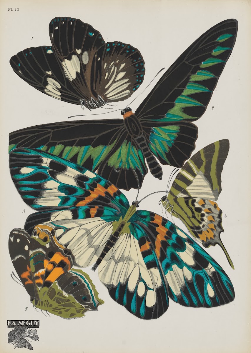 Papillons Pl10 1920