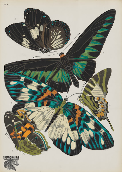 Papillons Pl10 1920
