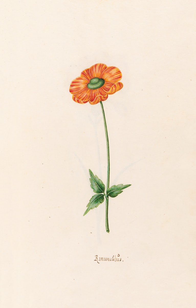Ranünculüs 1692