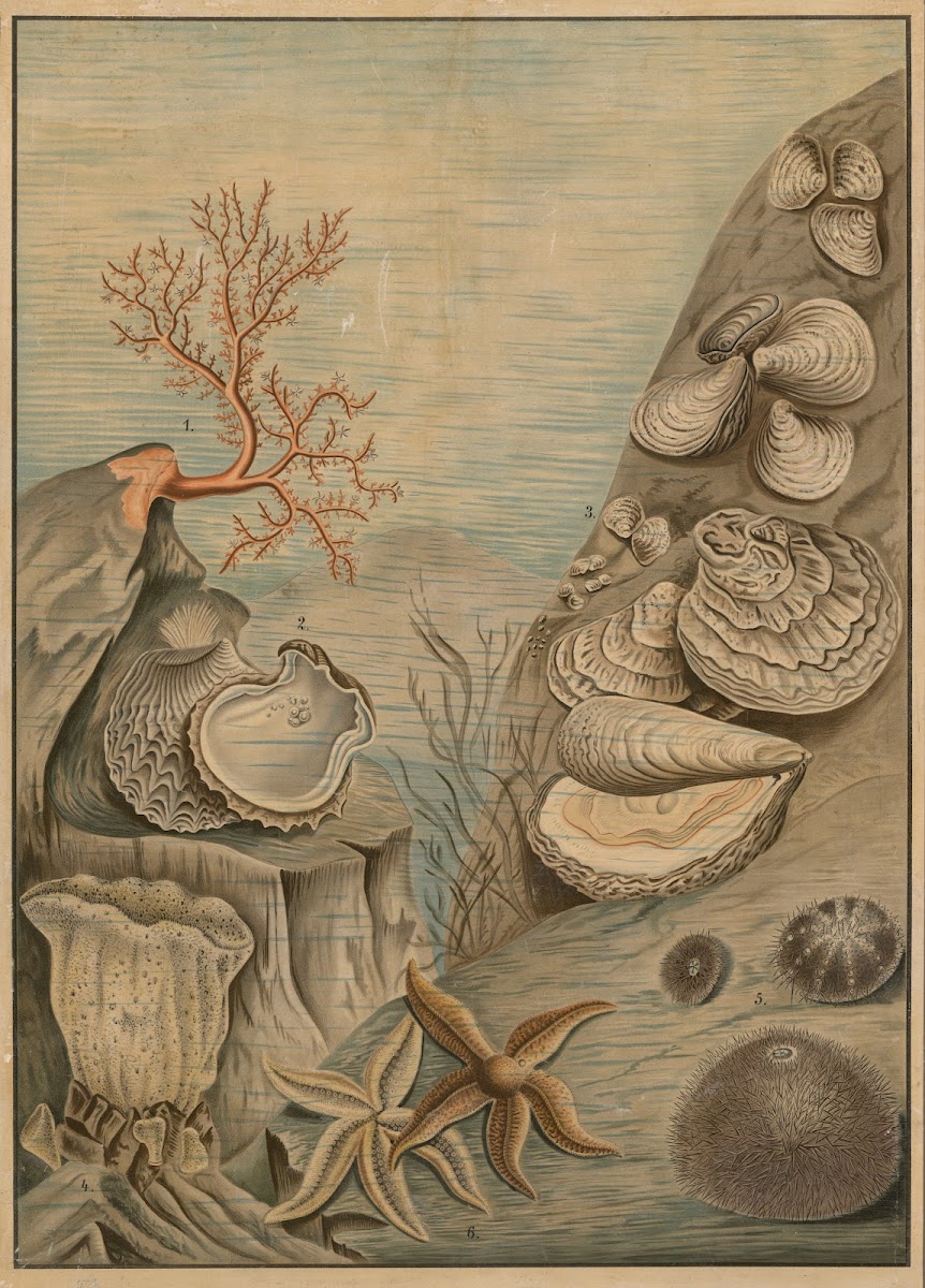 Oysters sea urchins corals and starfish 1895