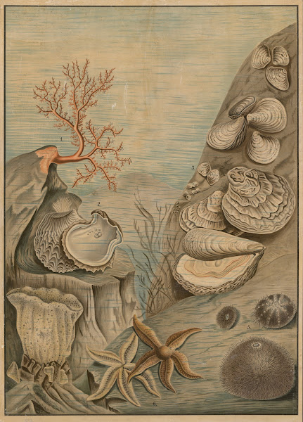 Oysters sea urchins corals and starfish 1895