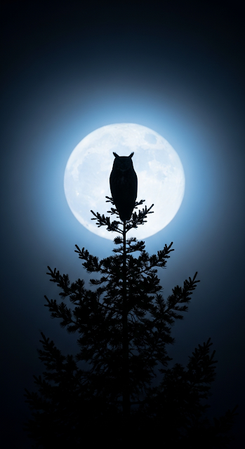 Great Horned Owl Silhouette on Tree Branch Against Full Moon and Fog - Free mobile Wallpaper