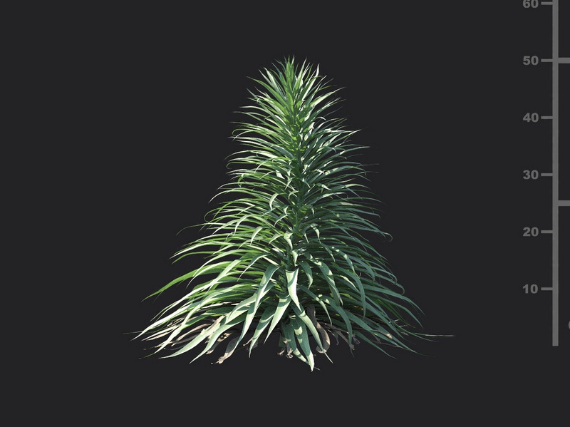 Maxtree - Plant Models Vol.115