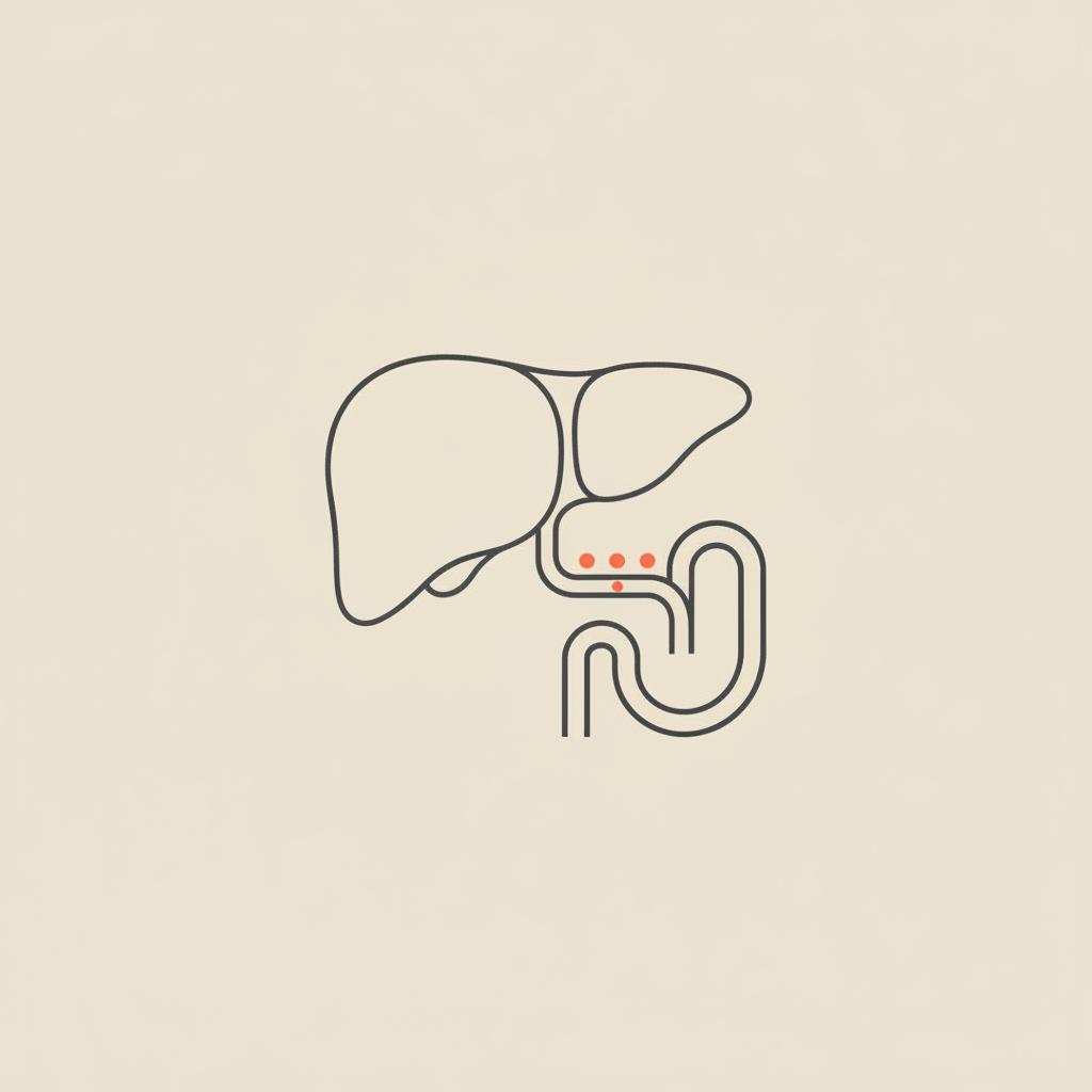 Minimalist Tonum-style line illustration of a liver, bile duct and simplified gut with small accent dots showing bile pigment conversion for liver detoxing.