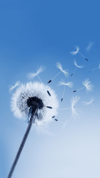 Dandelion Picture