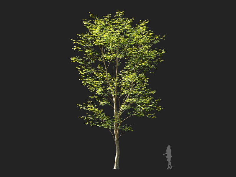Maxtree - Plant Models Vol.114
