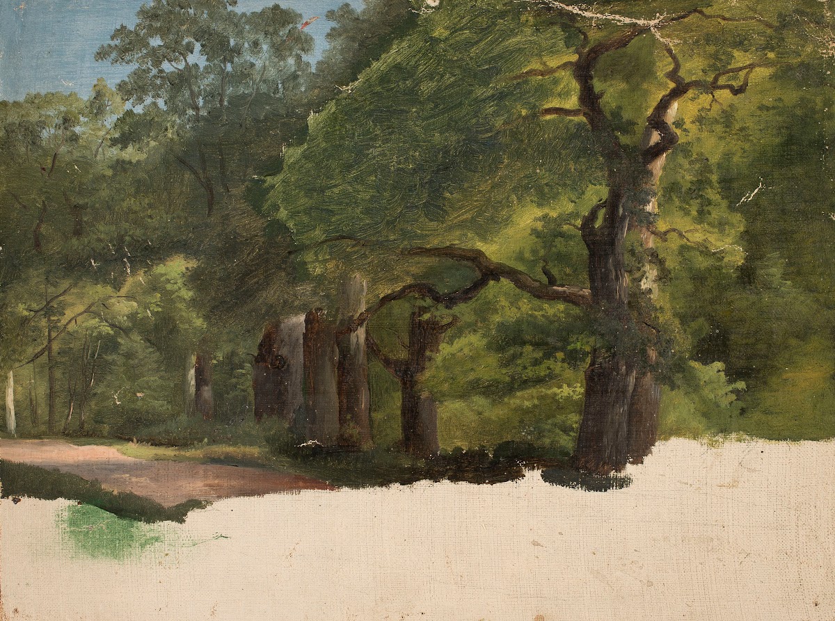 Forest landscape sketch