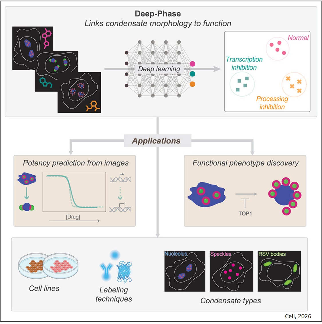 AI to evaluate changes in molecular condensates