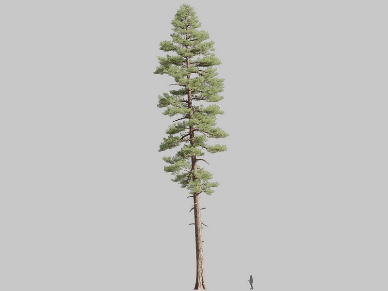 Maxtree - Plant Models Vol.126