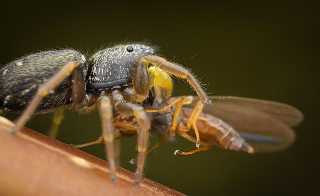 Heliophanus flavipes