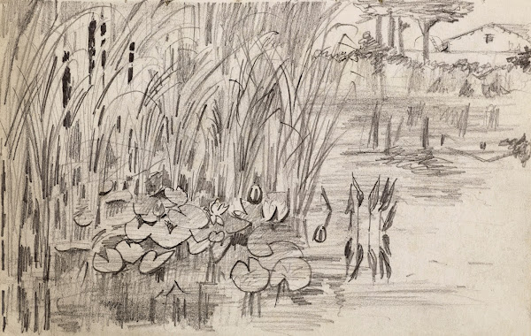 Etang avec des nénuphars et des roseaux