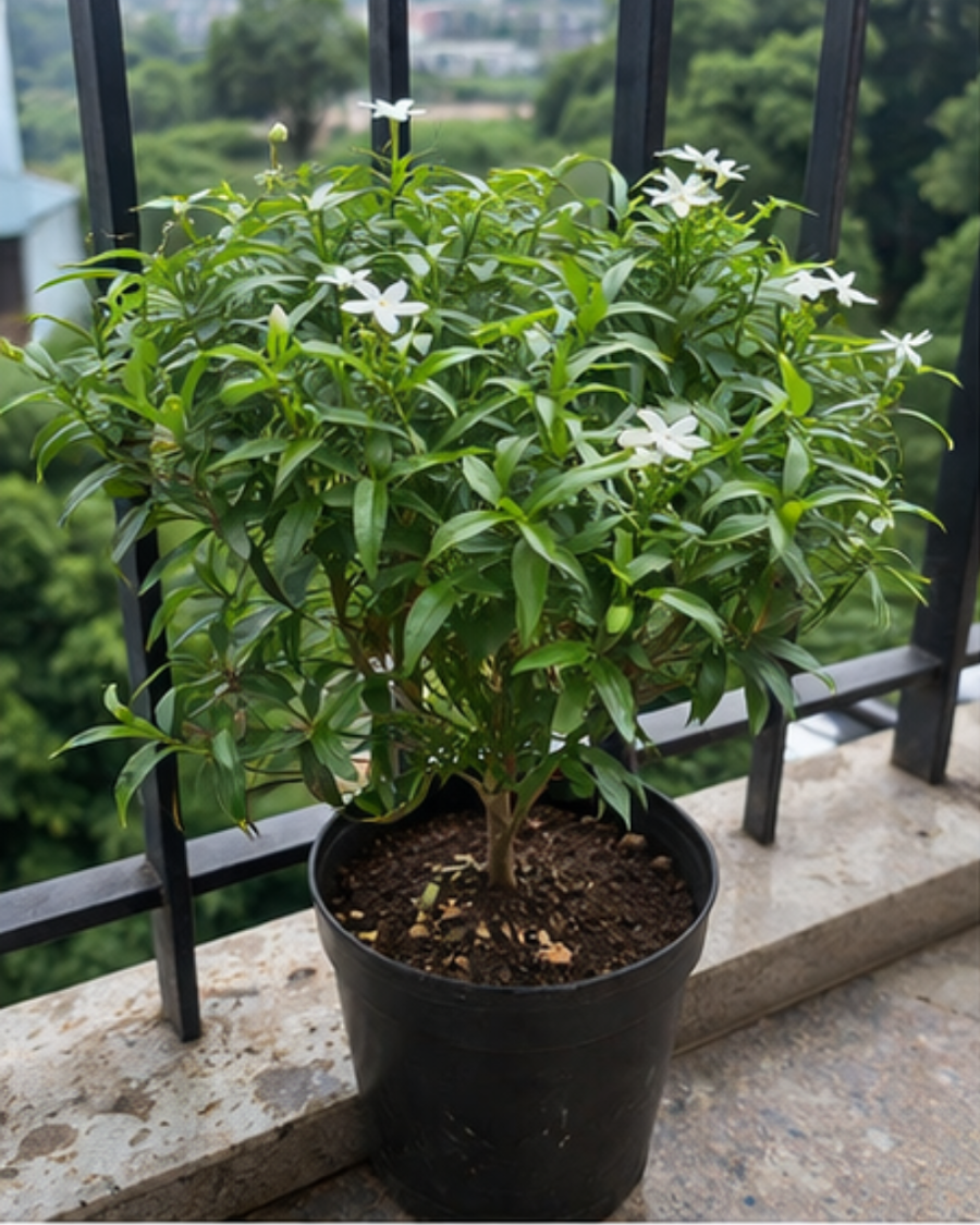 Desi Tagar Plant — view 3