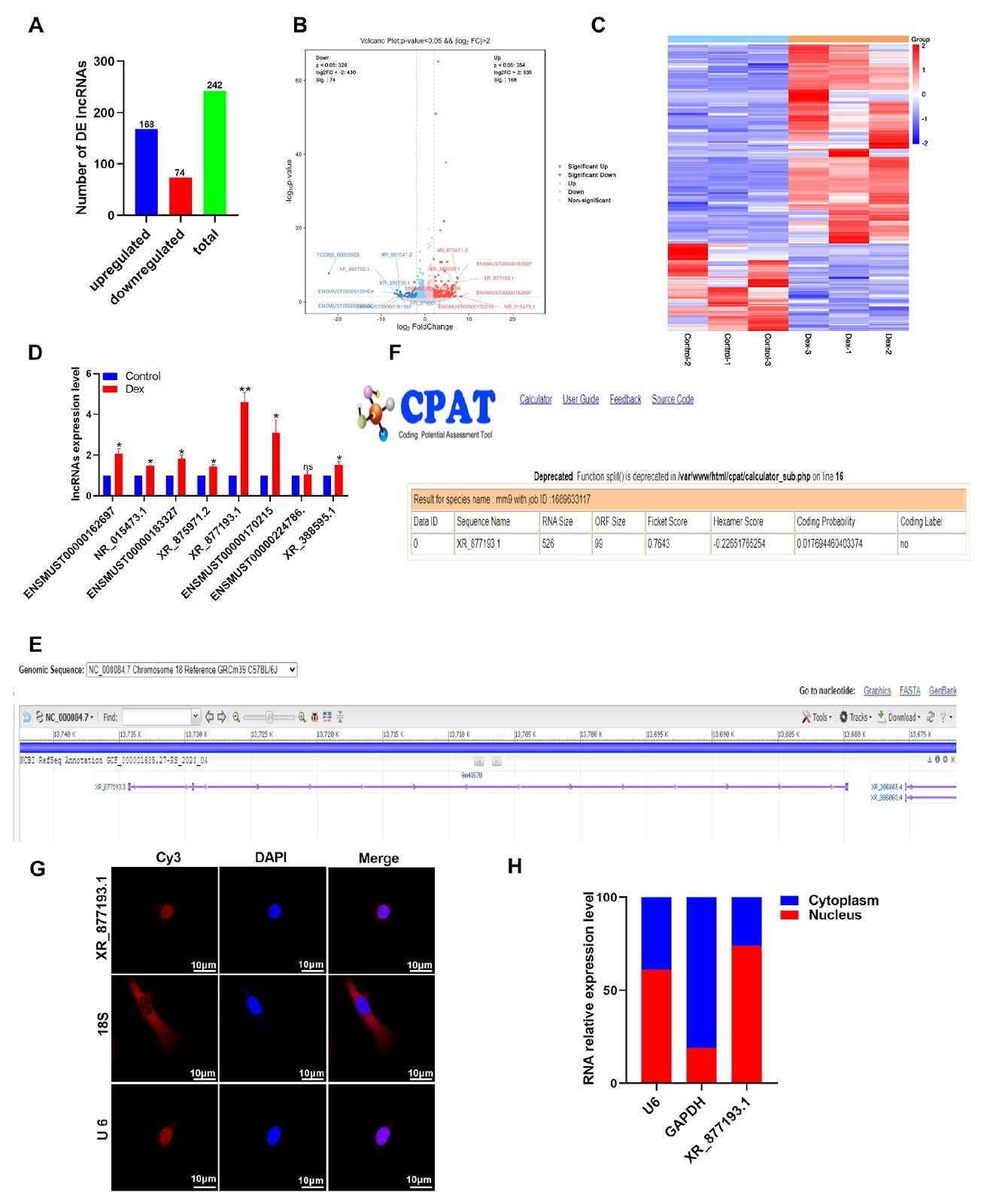 Knockdown of lncRNA XR_877193.1 suppresses ferroptosis and promotes osteogenic differentiation via the PI3K/AKT signaling pathway in SONFH