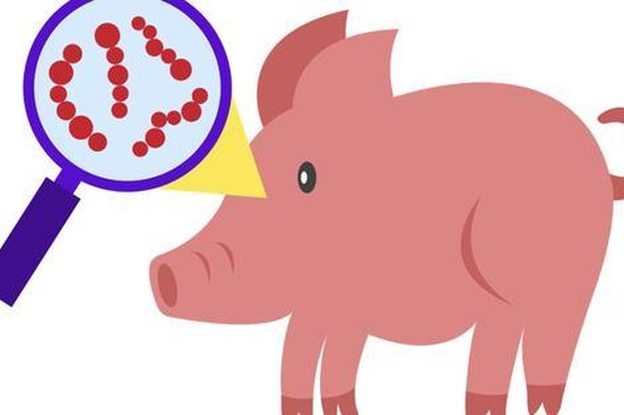 Ăn thịt heo chưa nấu chín, người đàn ông ở TPHCM nguy kịch - Báo Người Lao Động