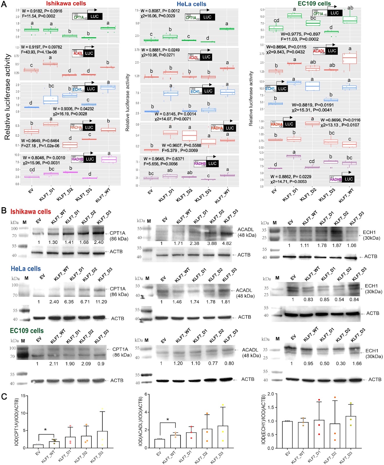 Zinc fingers are responsible for the efficient control of KLF7 on the transcription of genes in the NF-κB signaling pathway and fatty acid β-oxidation