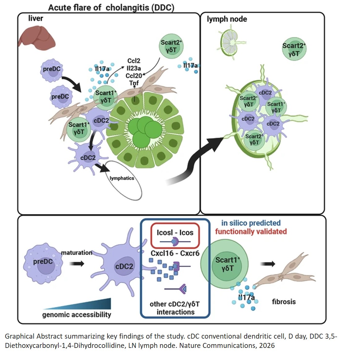 An immunobiliary single-cell atlas resolves crosstalk between type 2 conventional dendritic cells and γδ T cells in cholangitis