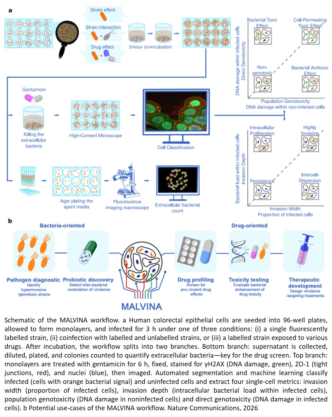 Deep-learning single-cell profiling uncovers interbacterial and drug-driven reshaping of pathogen virulence
