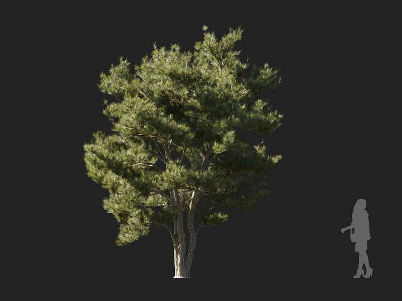 Maxtree - Plant Models Vol.127