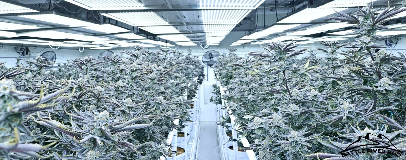 Battle River Pharmaceuticals