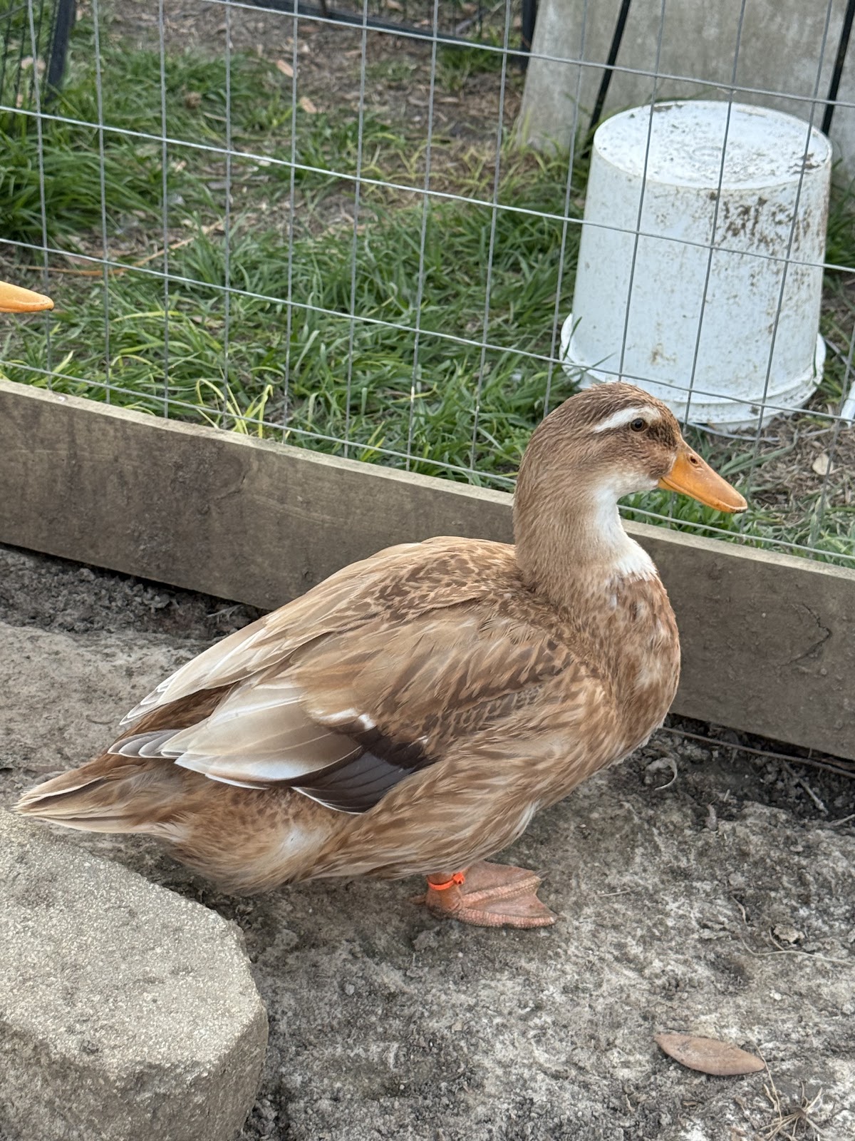 Golden Cascade Duckling