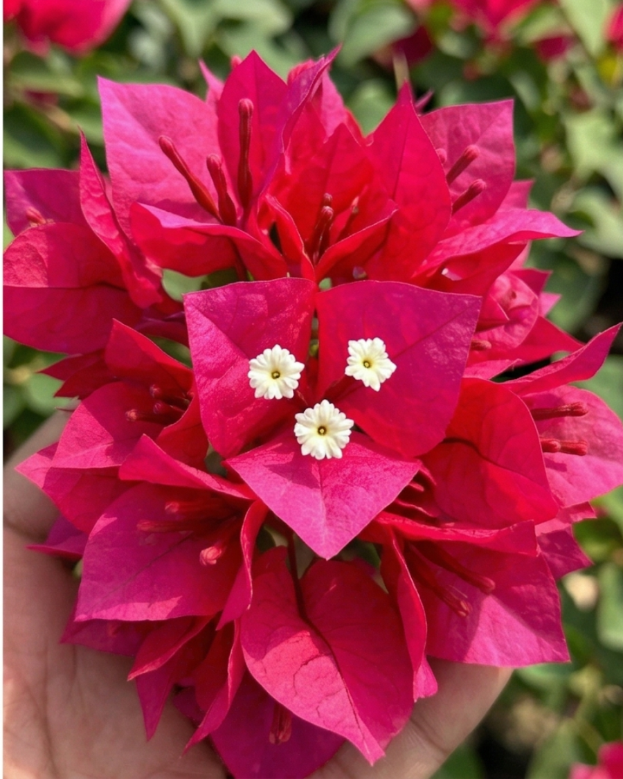 Imported Mahara Red Bougainvillea Plant — view 2