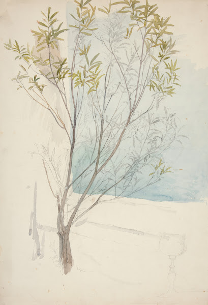 Study of atree 1988