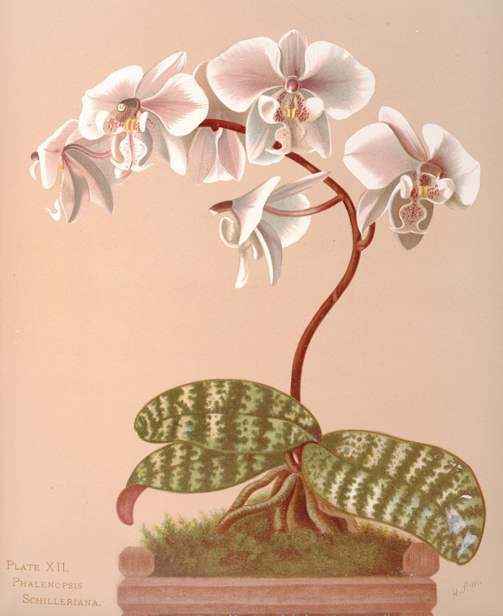 Phalenopsis Schilleriana 1885
