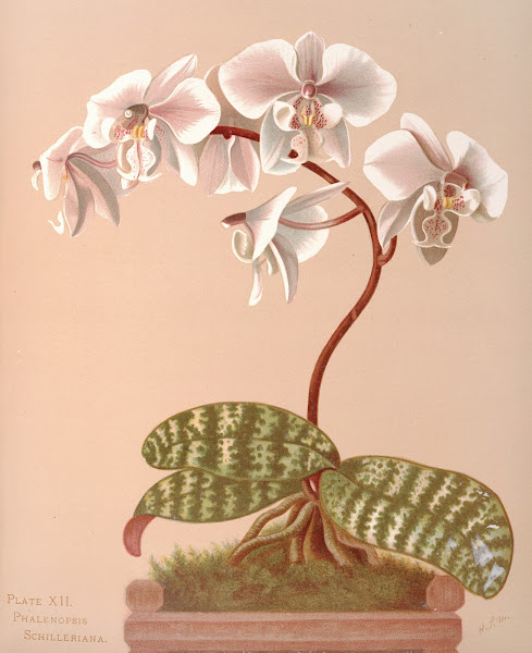 Phalenopsis Schilleriana 1885