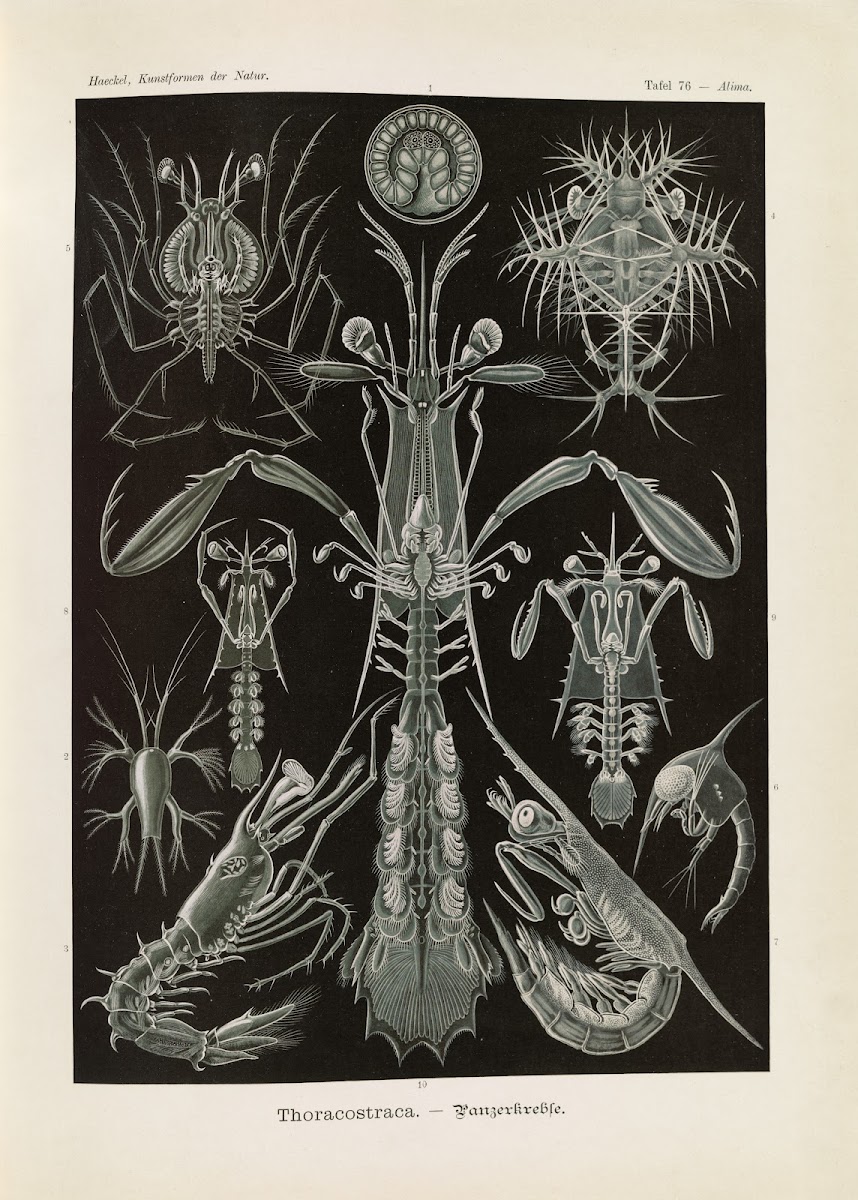 Thoracostraca  Panzerkrebse 1904