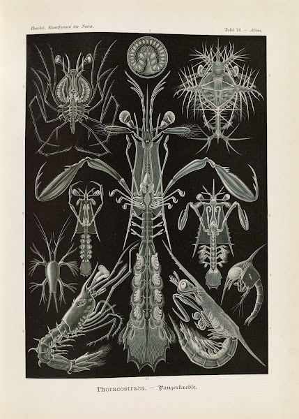 Thoracostraca  Panzerkrebse 1904