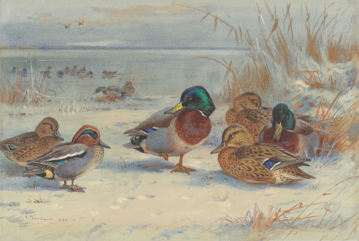 Mallard and teal in the snow 1929