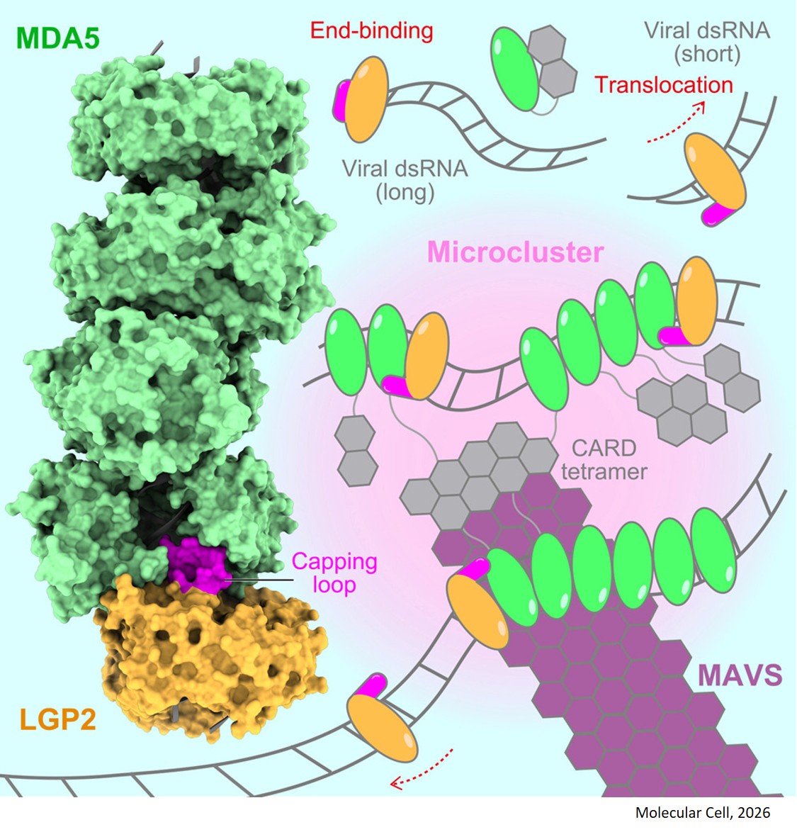 How the immune system recognizes viral RNA