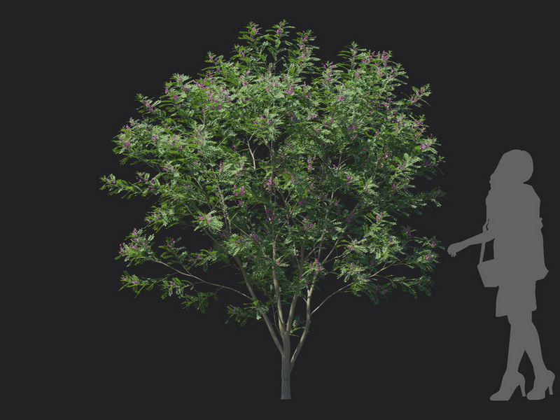 Maxtree - Plant Models Vol.129