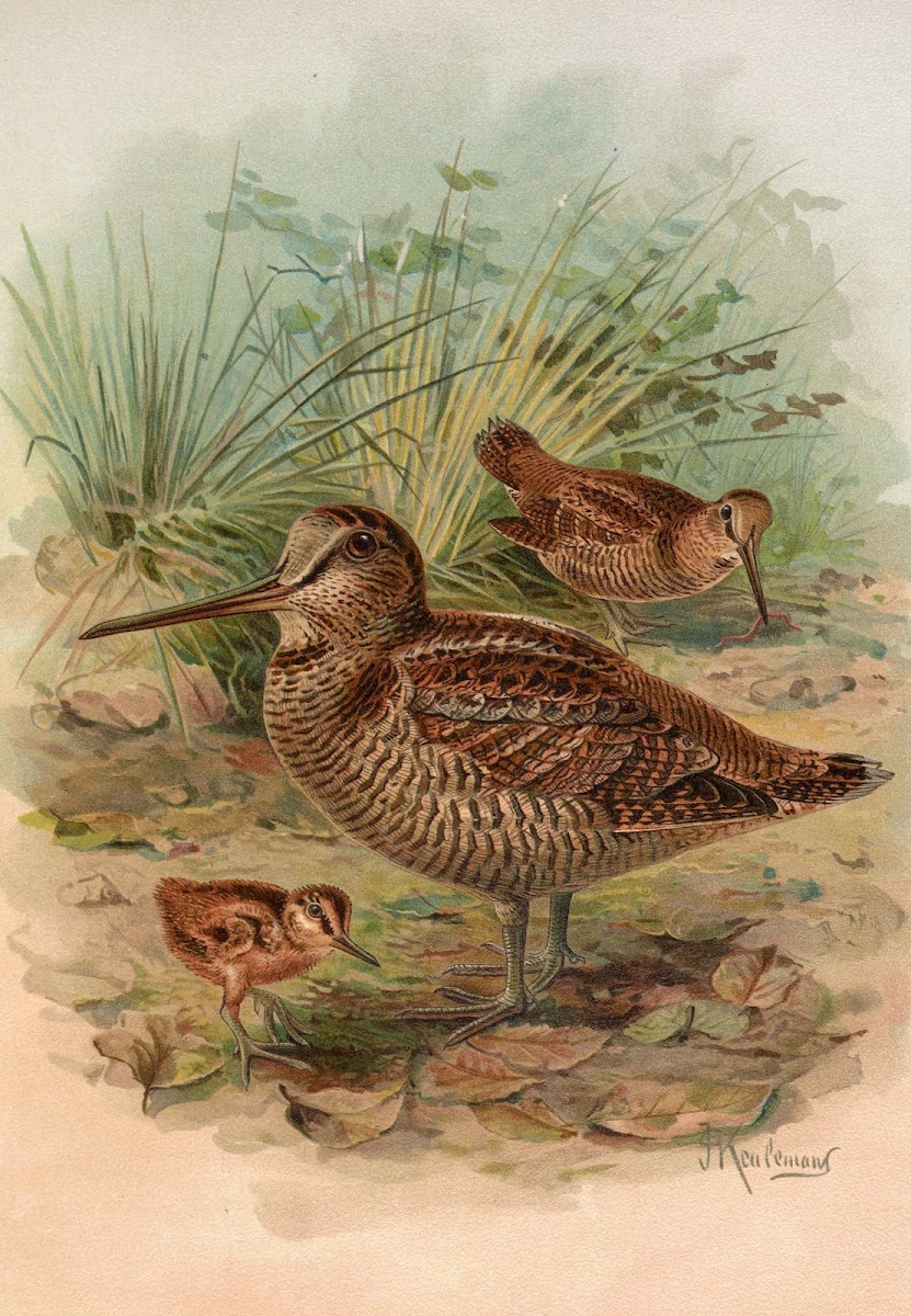 Scolopax rusticula