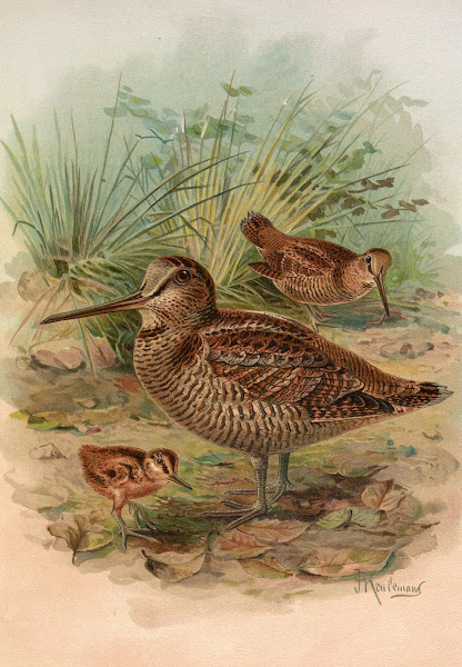 Scolopax rusticula