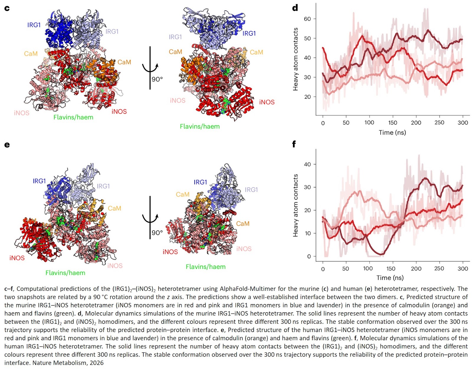 iNOS modulates inflammatory responses in an NO-independent manner through direct interaction with IRG1 in mitochondria