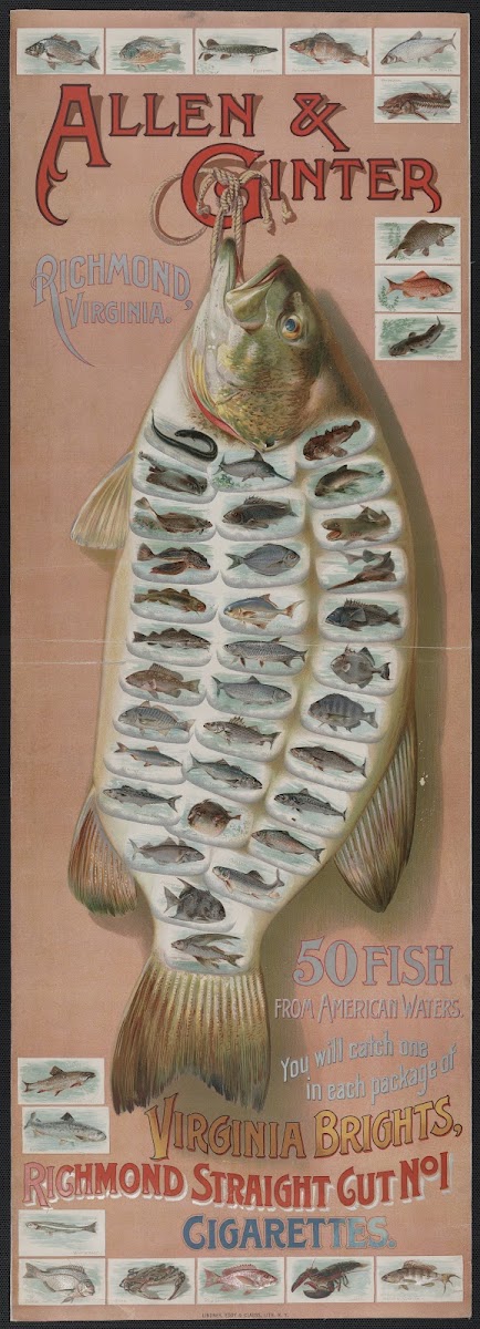 fish from American waters 19th century