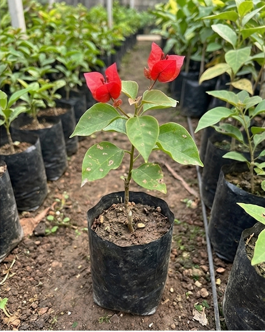 Imported Chilli Red Bougainvillea Plant — view 2