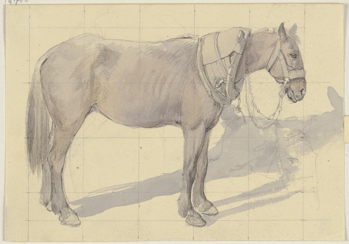 Bridled horse
