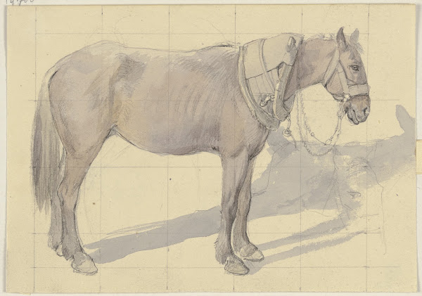 Bridled horse
