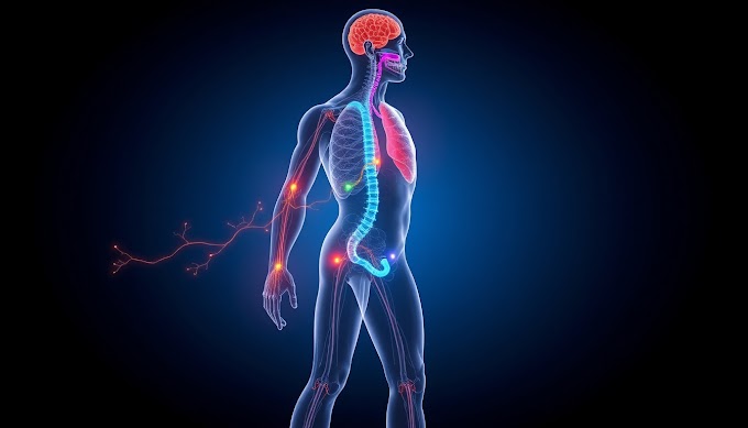 How Your Body's 11 Systems Work Together: A Complete Breakdown for SSC and UPSC Exams