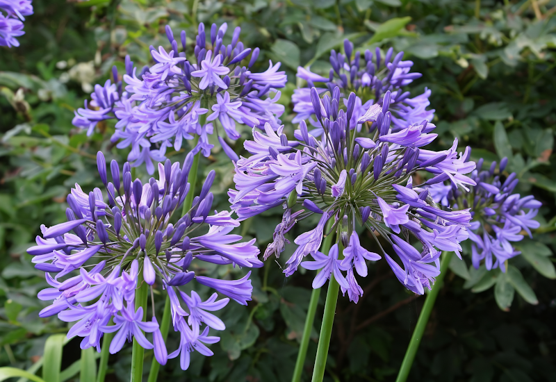 Agapanthus praecox 'Blue Triumphator' in piena fioritura, un'esplosione di blu intenso in un giardino mediterraneo.