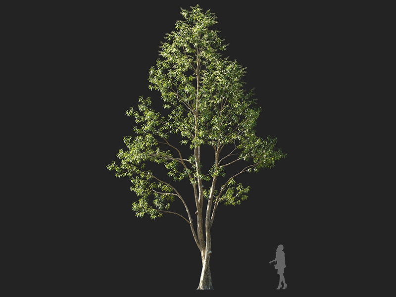 Maxtree - Plant Models Vol.122