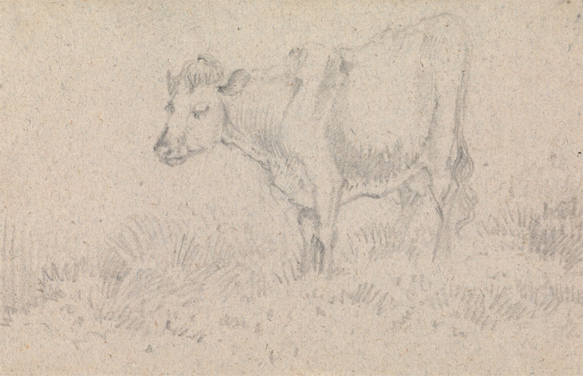 A Cow