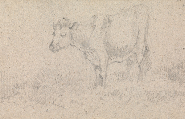 A Cow