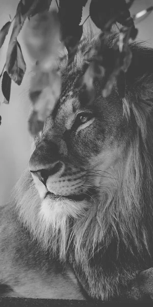 Lion, Monochrome, Feline, Predator 4K iPhone Wallpaper Background