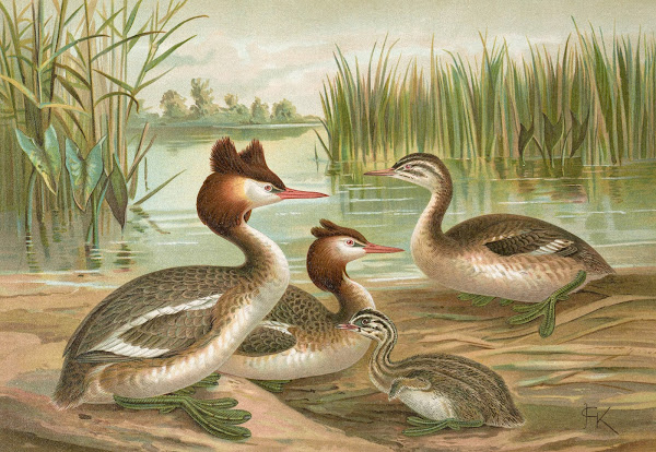Colymbus cristatus Grosser Lappentaucher