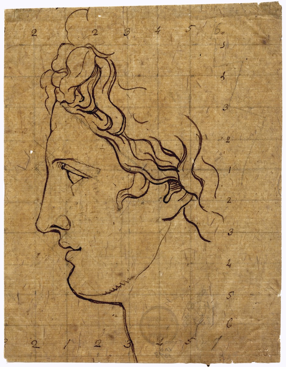 Head of the Apollo Belvedere seen in profile